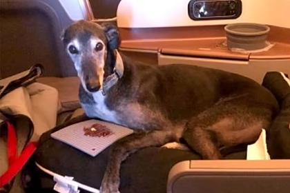 Собака облетела полмира в бизнес-классе самолета ради помощи хозяйке