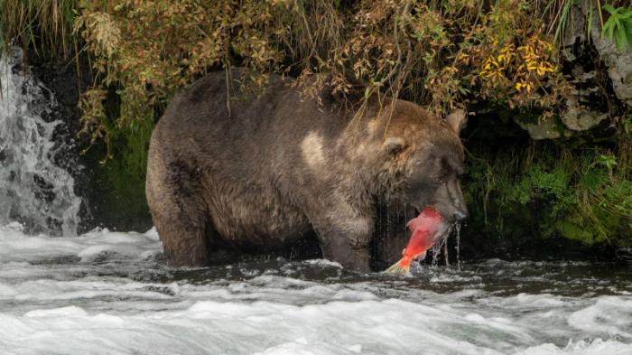 Самого толстого медведя выбрали на Аляске
                07 октября 2021, 19:45