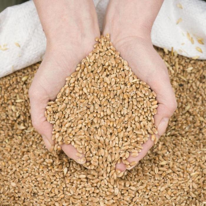 Мало зерна – выше стоимость хлеба