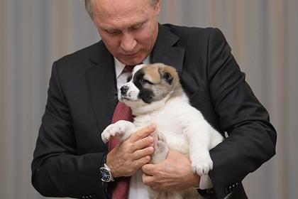 Названы самые необычные подарки на день рождения Путина
