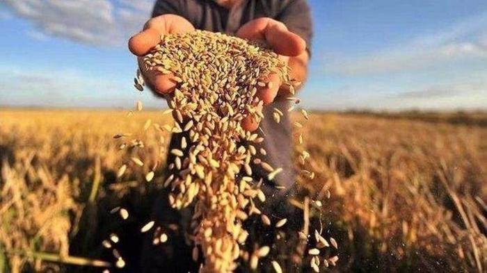 Урожай пшеницы в 2021/2022 маркетинговом году вырос на треть до рекордных 33,1 млн тонн, – эксперты
