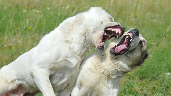 Собачьи бои запретят в Казахстане
                08 октября 2021, 18:24