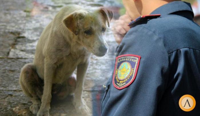 Полицейские в Майкудуке забили собаку палкой. Так они хотели ей помочь