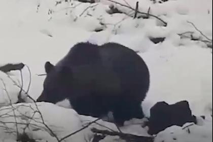 Упитанный медведь вышел к людям в поисках берлоги