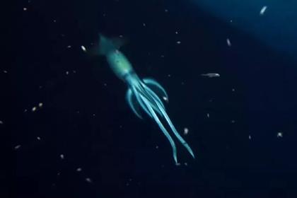 На дне моря заметили загадочное существо крупнее человека