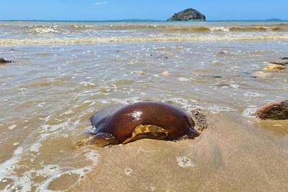 Загадочное коричневое существо нашли на побережье океана