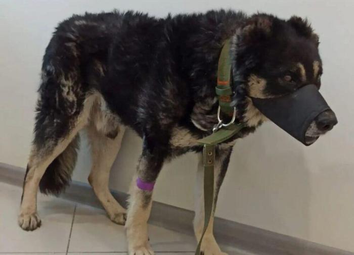 Понесет ли наказание полицейский, избивший собаку в Майкудуке