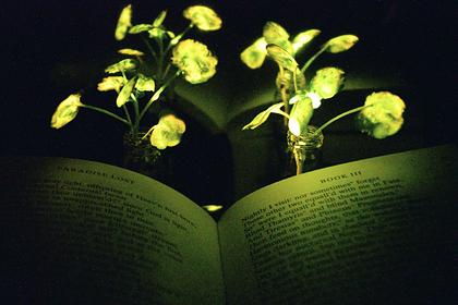 В США изобрели фонари из растений