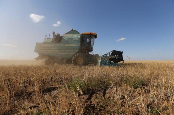 Токаев: к 2030 году урожайность пшеницы может снизиться на 40%