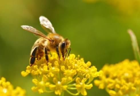 Пандемия и изменения климата замедлили развитие пчеловодства в Казахстане