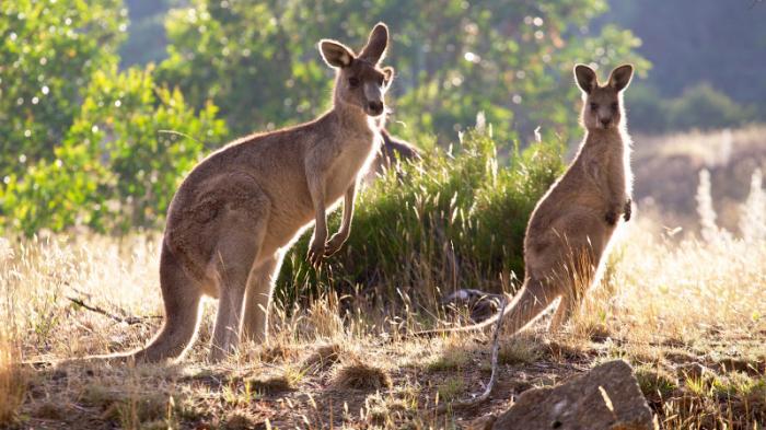 Подросткам грозит тюрьма за убийство кенгуру в Австралии
                14 октября 2021, 14:45