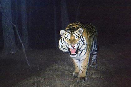 В Приморском заповеднике установят новые ловушки для наблюдения за тиграми
