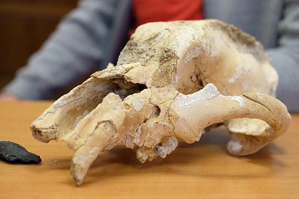 В одной пещере на Урале нашли 15 черепов древних медведей