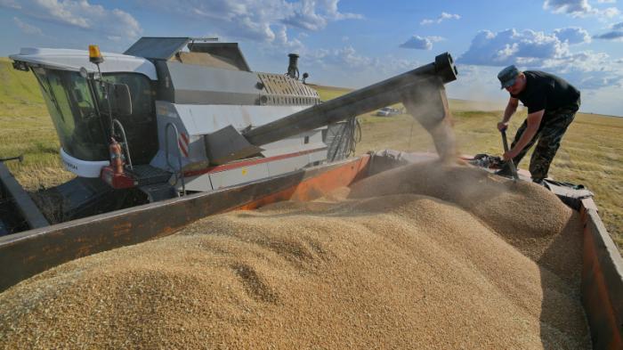Наибольший за 30 лет урожай зерновых соберут в Павлодарской области
                15 октября 2021, 13:08