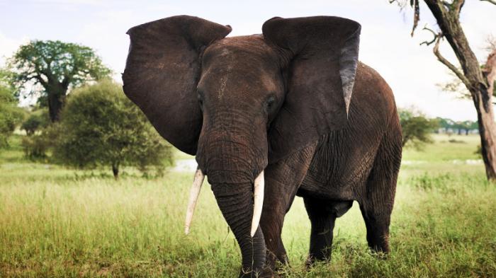 Слон растоптал 71-летнего туриста в Зимбабве
                15 октября 2021, 20:07