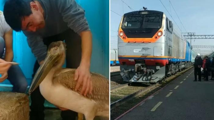 Спасенного пеликана из ВКО привезли на поезде в Алматы
                17 октября 2021, 15:15