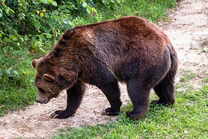 В российском цирке объяснили нападение медведя на беременную дрессировщицу