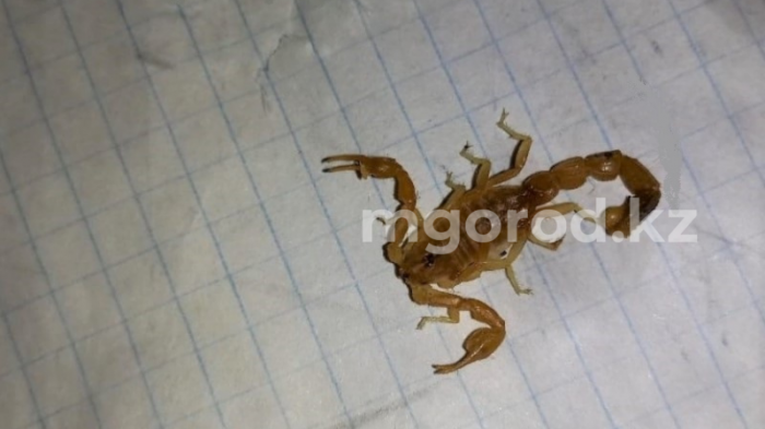 Жители Атырауской области страдают от укусов скорпионов
                19 октября 2021, 14:13