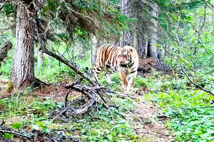 На севере российского региона впервые заметили амурского тигра
