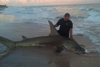 Фельдшер поймал огромную четырехметровую акулу на удочку