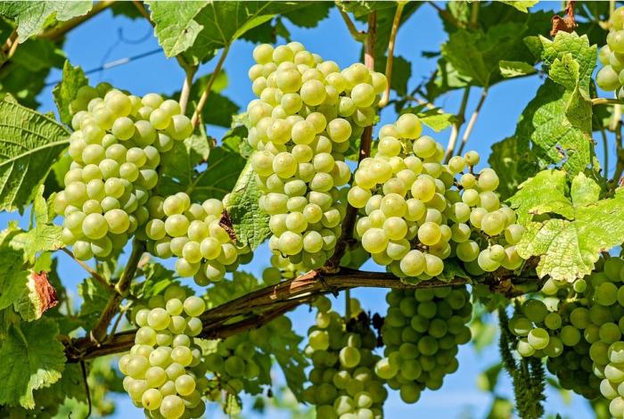 В Украину стали ввозить больше винограда - из Турции, Ирана и Индии