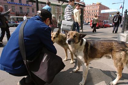 Казанские волонтеры пересчитают бездомных собак