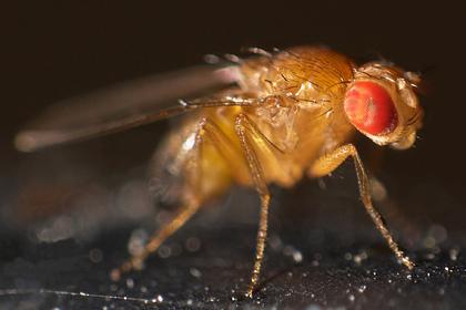 Раскрыт механизм бесплодия у мух и человека