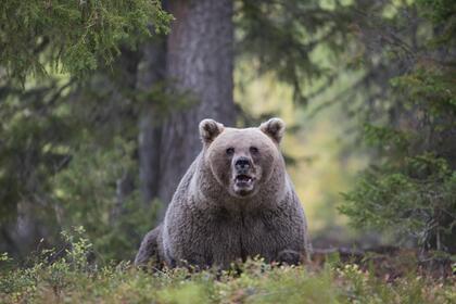 Инструктор по выживанию рассказал о порядке действий при встрече с медведем