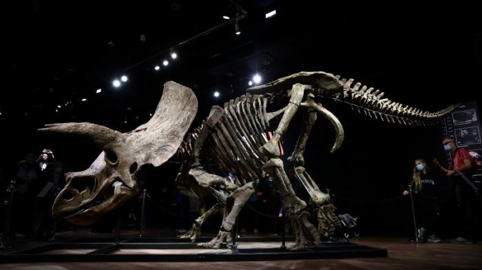 Самый большой в мире скелет трицератопса продали за рекордную сумму
                22 октября 2021, 09:45