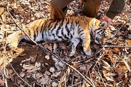 В Приморье спасли из капкана трехмесячного амурского тигренка