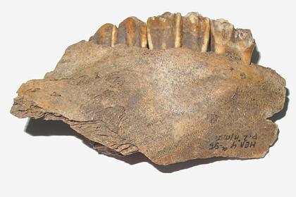 В Тульские области генетики изучат найденные при раскопках зубы телят