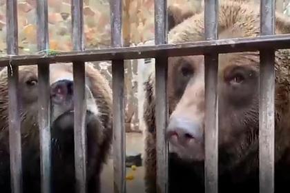 В нижегородском зоопарке медведей подготовили к зимней спячке
