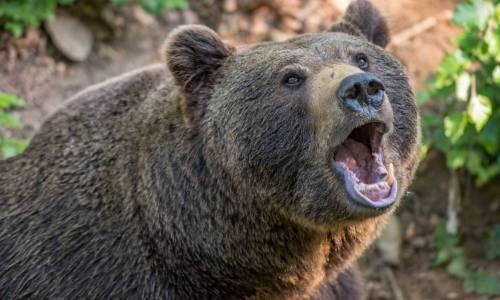 Российский боксер пришел в себя и рассказал о нападении медведя