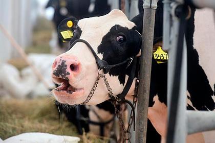 Стремление России заботиться об экологии обернулось смертельным риском для коров