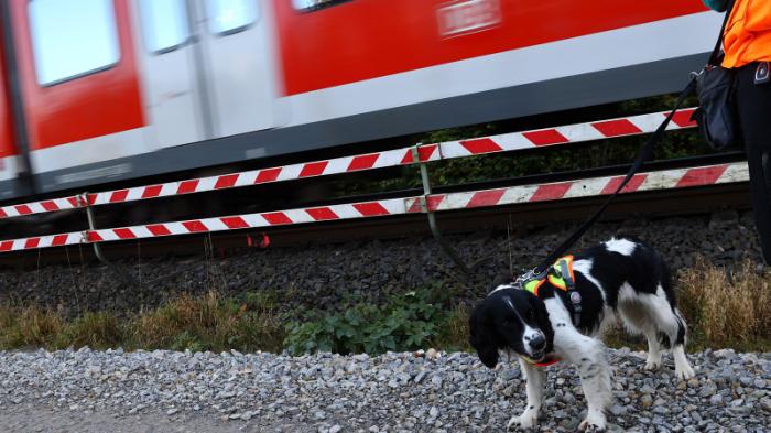 Собаки будут помогать строителям дорог в Германии
                27 октября 2021, 13:39