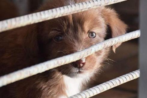 Штраф до 1000 МРП введут в Казахстане за жестокое обращение с животными