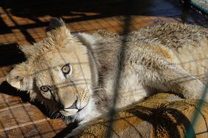 Львенка Симбу из Дагестана вылечили и отправили в Танзанию