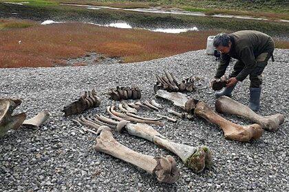 Древнейшие в Арктике следы человека обнаружили на Новосибирских островах