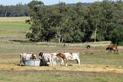 В Австралии ради спасения планеты предложили перестрелять коров