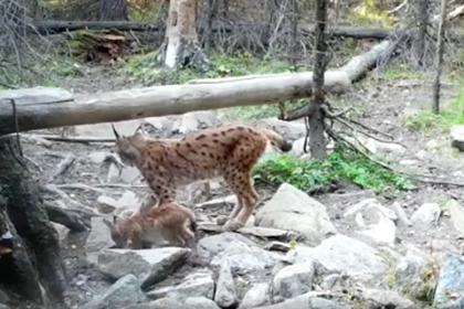 Тренировка рысенка на Южном Урале попала на видео