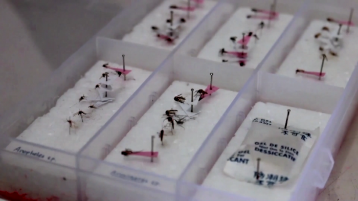 Ученые нашли способ борьбы с лихорадкой денге
                01 ноября 2021, 15:52
