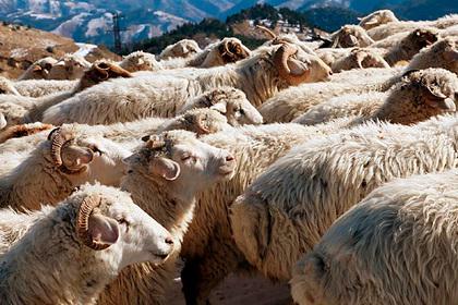 В Ингушетии увеличилось поголовье овец и коз