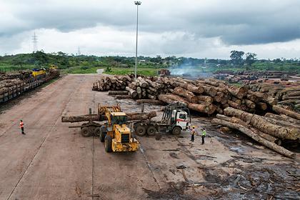 Найден способ правильной вырубки лесов для спасения планеты