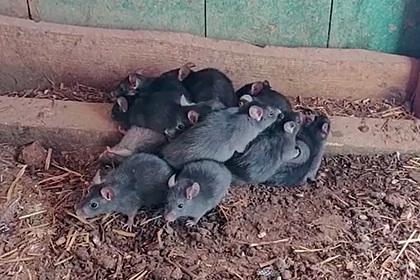Женщина обнаружила редчайшего «крысиного короля» у себя на ферме