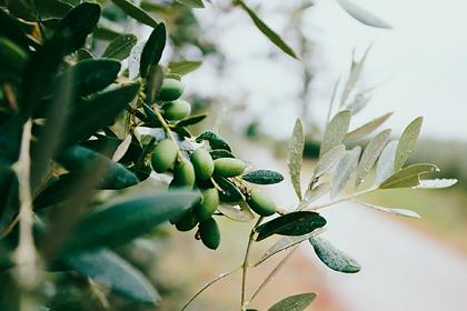 Итальянцам предложили «усыновить» оливки