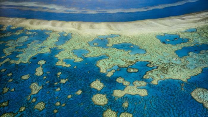 Большой Барьерный риф обесцветился на 98 процентов - исследование
                05 ноября 2021, 14:49