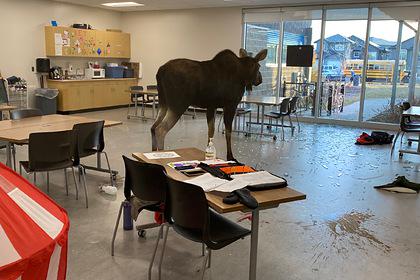 Урок биологии в канадской школе прервал зашедший в класс лось