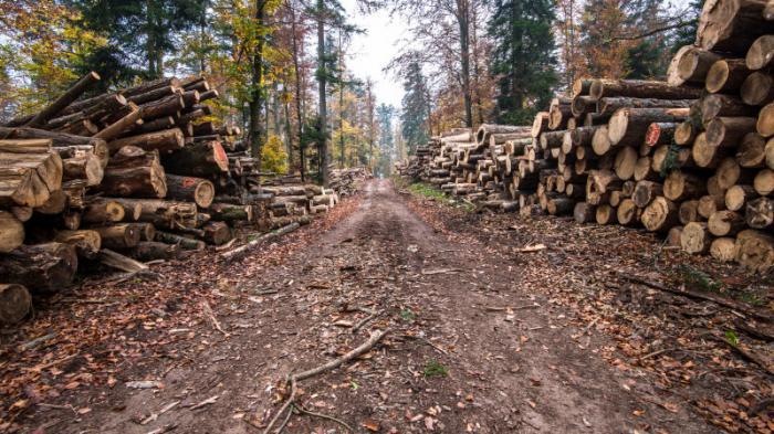 Сотрудников природного резервата подозревают в краже леса на миллион тенге
                06 ноября 2021, 15:00