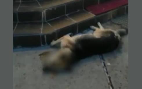 В одном из домов отдыха Карагандинской области на глазах у отдыхающих застрелили собаку. Видео 18+