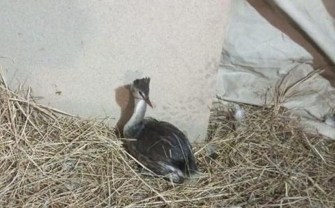 В карагандинском зоопарке спасают еще одну перелетную птицу